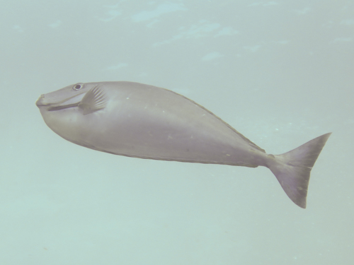 Sleek Unicornfish — seen at this dive site