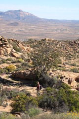 Ficus cordata cordata