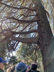 Calocedrus decurrens