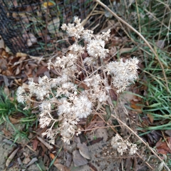 Eupatorium altissimum