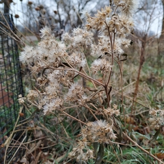 Eupatorium altissimum