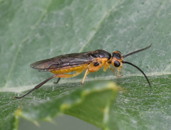 Euura tibialis
