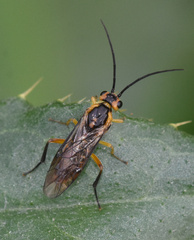 Euura tibialis