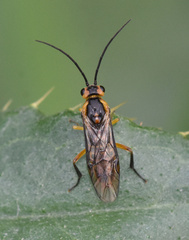 Euura tibialis