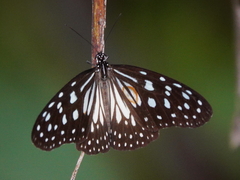 Ideopsis juventa
