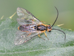 Euura tibialis