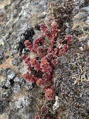 Sedum oreganum