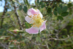 Rosa micrantha