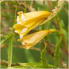 Tecoma stans angustata