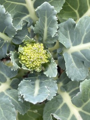 Brassica oleracea italica