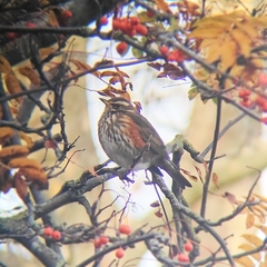 Turdus iliacus