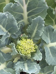 Brassica oleracea italica