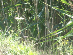 Acrocephalus scirpaceus