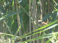 Acrocephalus scirpaceus