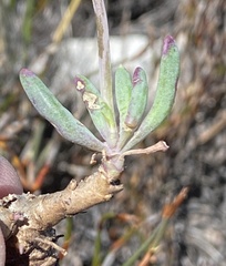 Crassothonna capensis