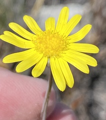 Crassothonna capensis