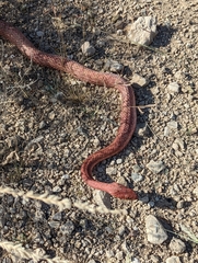Masticophis flagellum testaceus