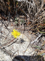 Crassothonna capensis