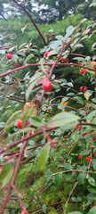 Cotoneaster franchetii