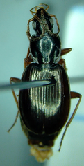 Agonum palustre