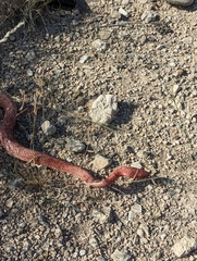 Masticophis flagellum testaceus