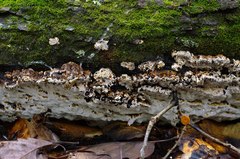Inonotus glomeratus