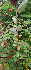 Cotoneaster franchetii