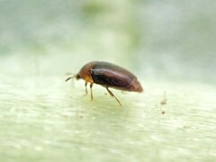 Sericoderus