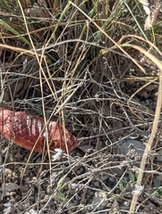 Masticophis flagellum testaceus