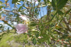 Rosa micrantha