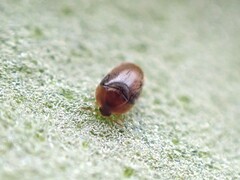 Sericoderus