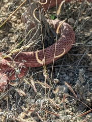 Masticophis flagellum testaceus