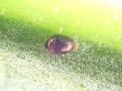 Sericoderus