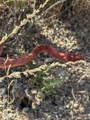 Masticophis flagellum testaceus
