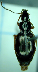 Agonum palustre