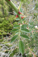 Rosa micrantha