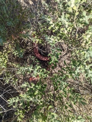 Masticophis flagellum testaceus