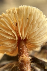 Xeromphalina