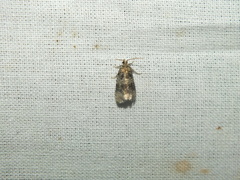 Syricoris lacunana