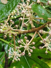 Fatsia polycarpa