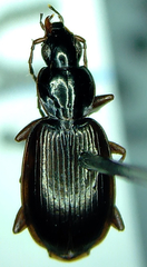 Agonum palustre