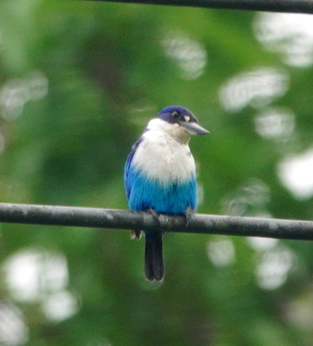 Lazuli Kingfisher (Todiramphus lazuli), photo 9