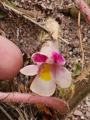 Proboscidea parviflora