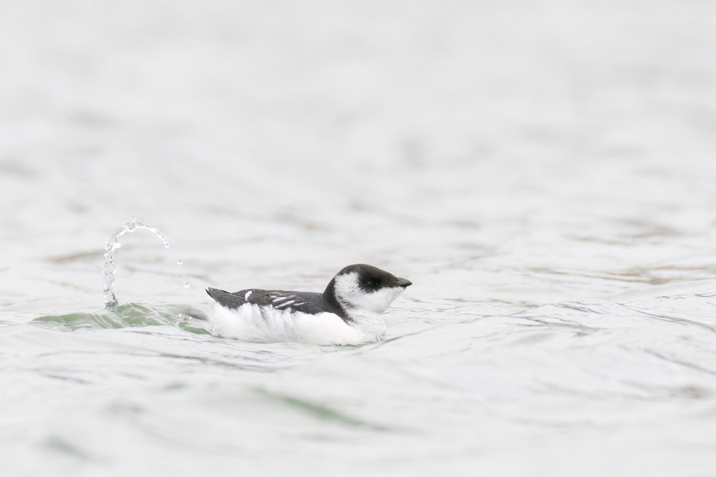 Dovekie from Ashbridge's Bay Park, Toronto, ON, Canada on December 10