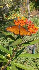 Danaus eresimus montezuma