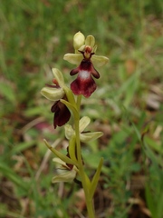 Ophrys insectifera
