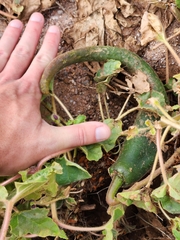 Proboscidea parviflora