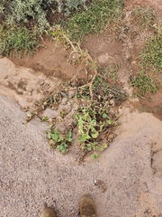 Proboscidea parviflora