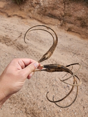 Proboscidea parviflora