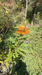 Danaus eresimus montezuma